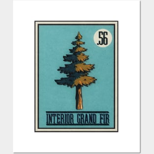 No.56 Interior Grand Fir Posters and Art